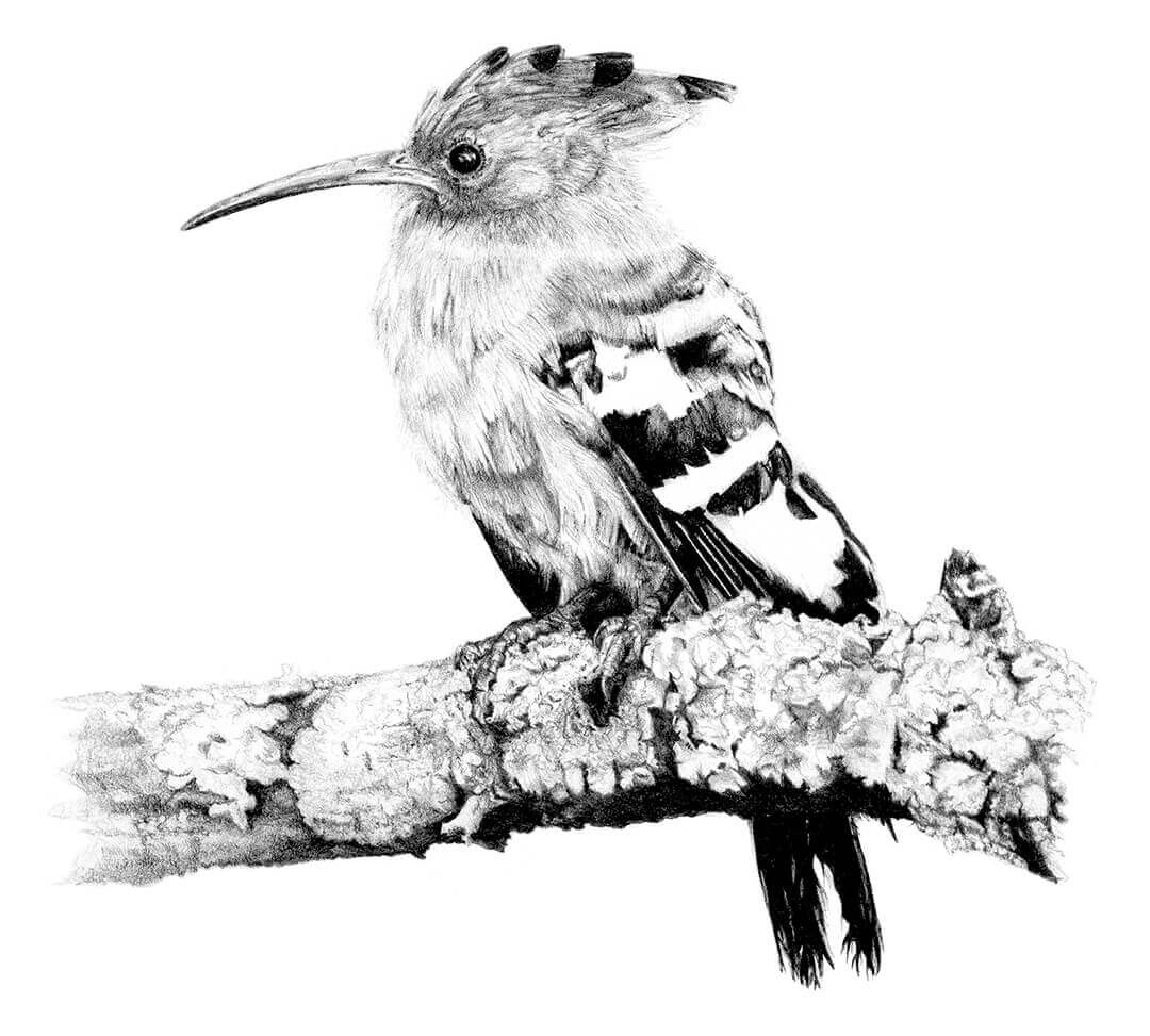 African Hoopoe pencil drawing by Malcolm Bowling