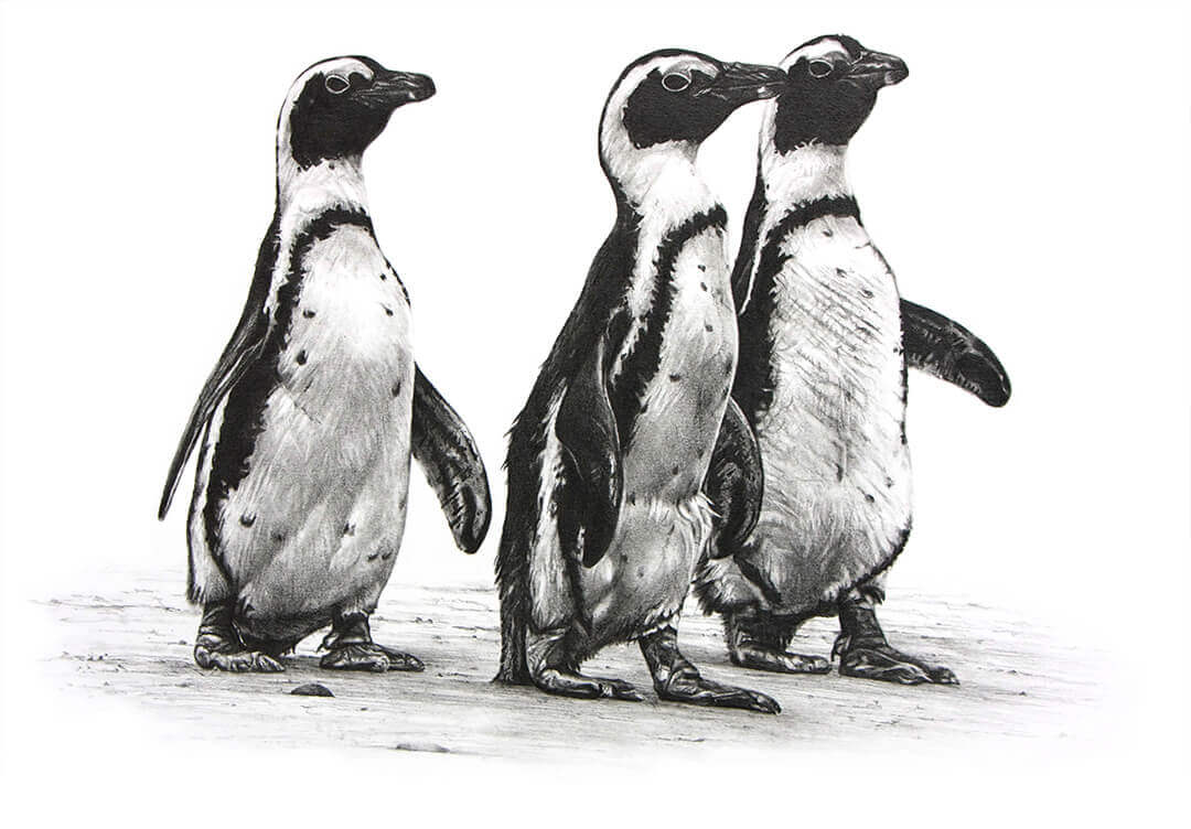 African Penguins pencil drawing by Malcolm Bowling