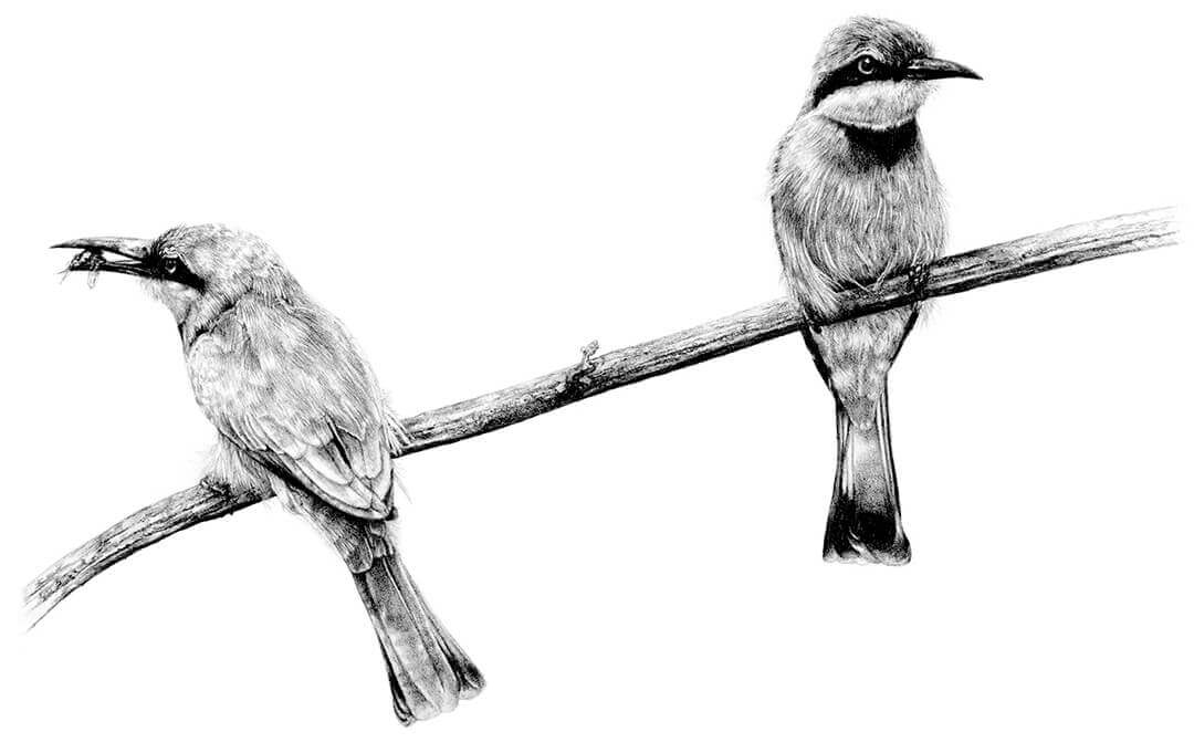 Little Bee-Eaters pencil drawing by Malcolm Bowling