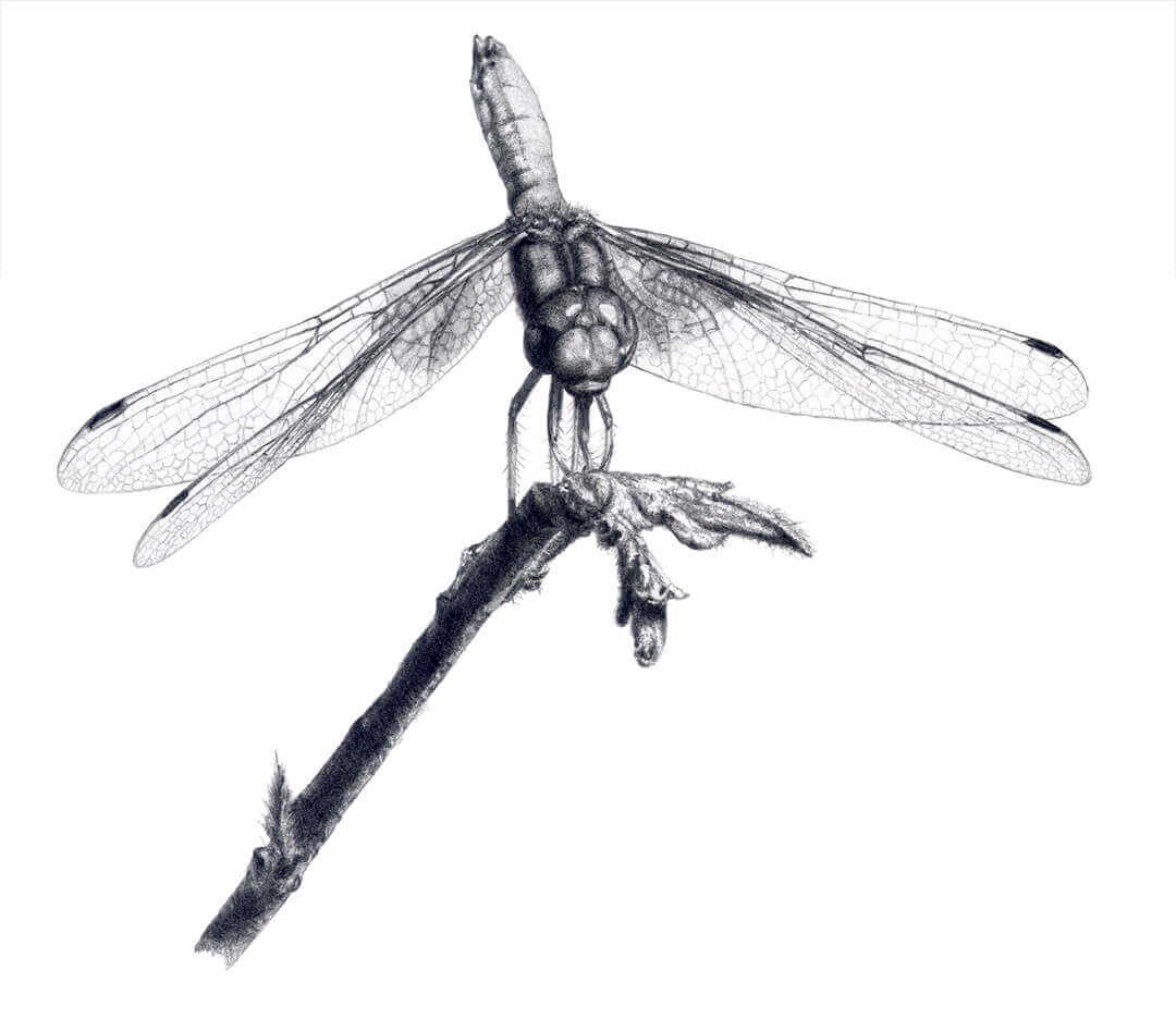Common Scarlet Darter pencil drawing by Malcolm Bowling