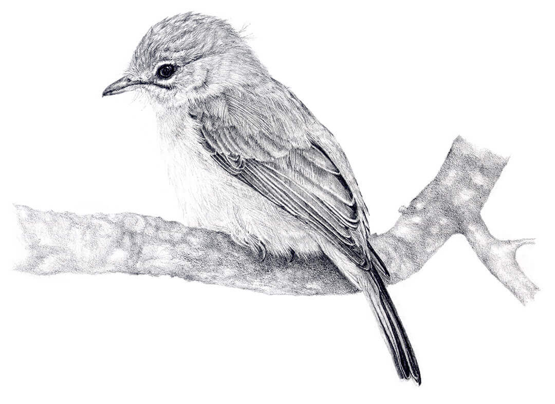 Dusky Flycatcher pencil drawing by Malcolm Bowling