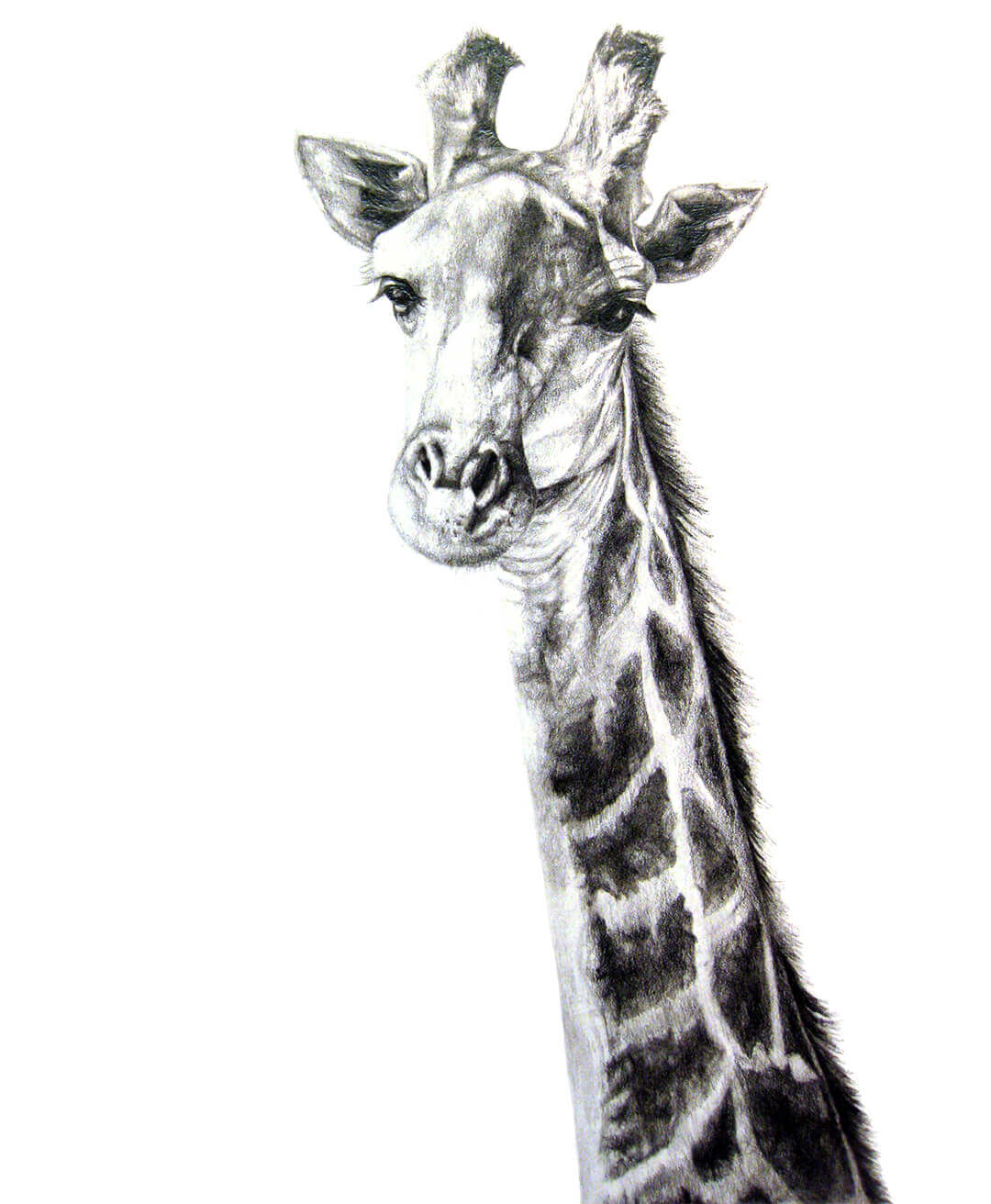 Southern Giraffe pencil drawing by Malcolm Bowling