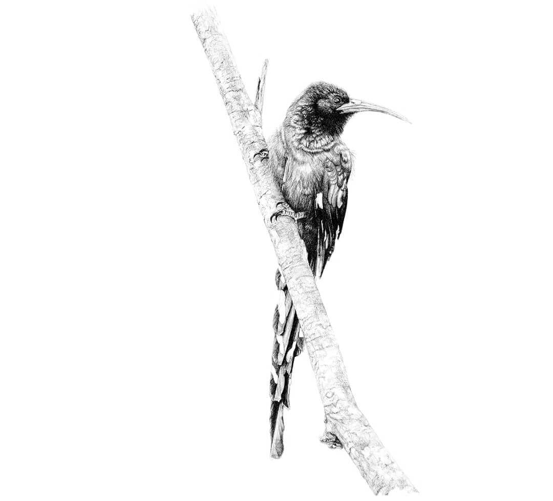 Green Wood-Hoopoe pencil drawing by Malcolm Bowling