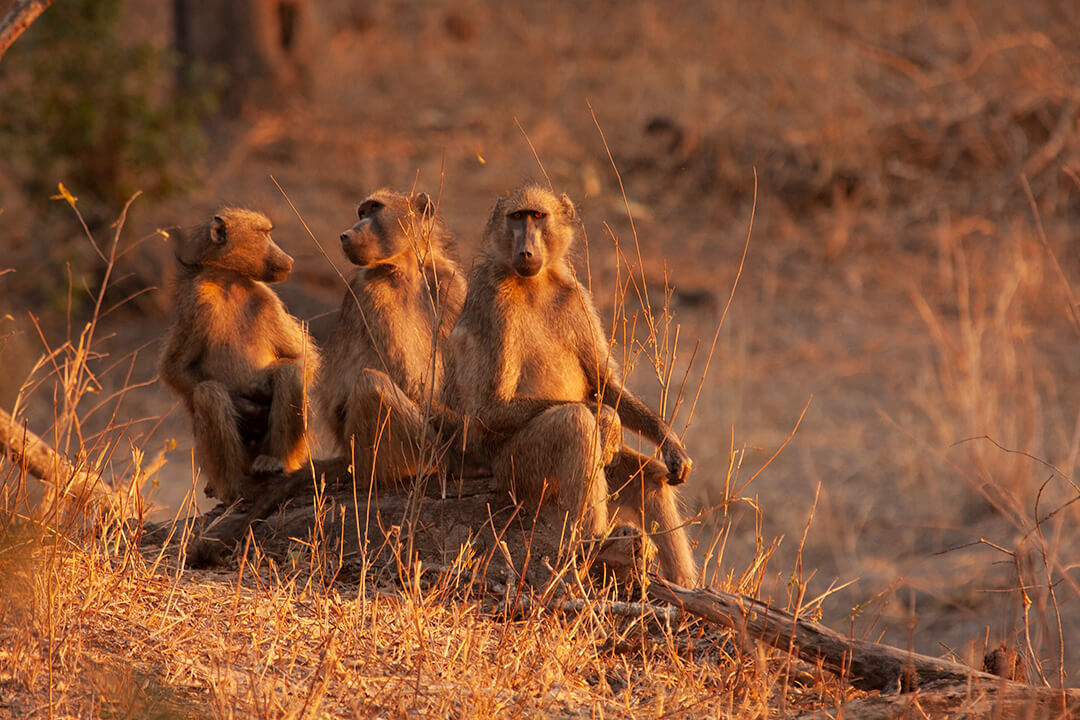 3 baboons - photograph by Malcolm Bowling