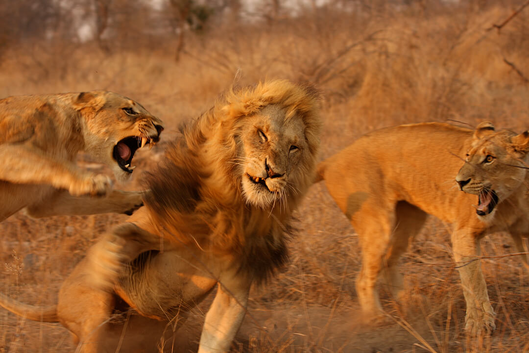 Lion fight 2 by Malcolm Bowling