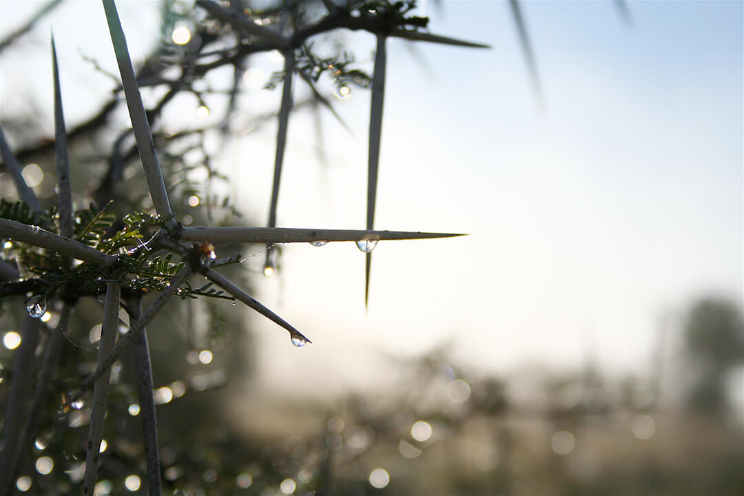 Acacia thorns - photograph by Malcolm Bowling