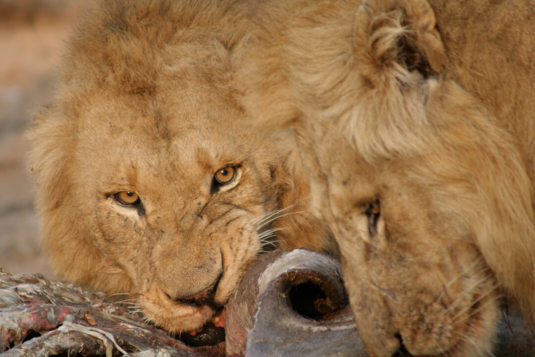 Brotherly love - photograph by Malcolm Bowling