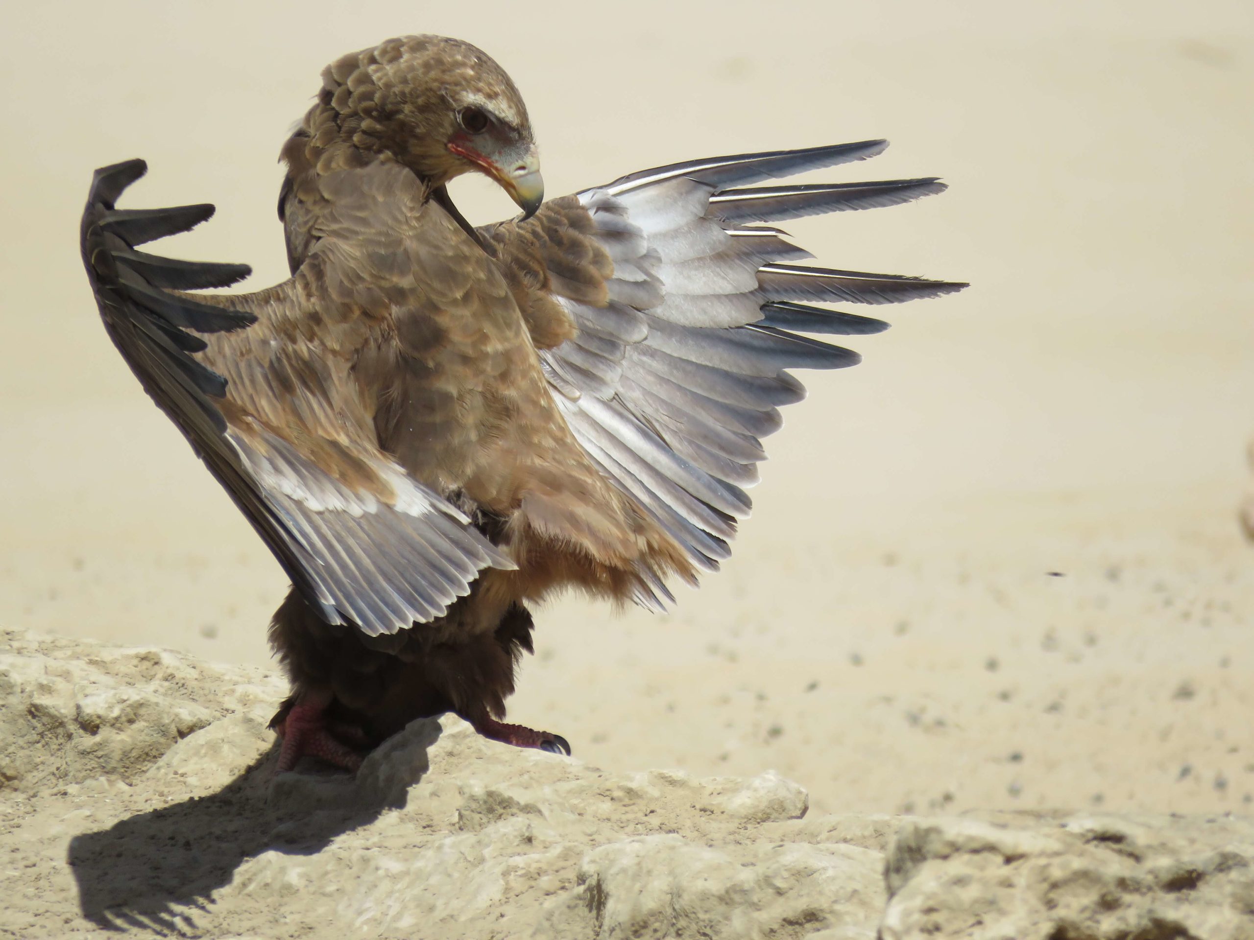 Juvenile Bataleur - photograph by Malcolm Bowling