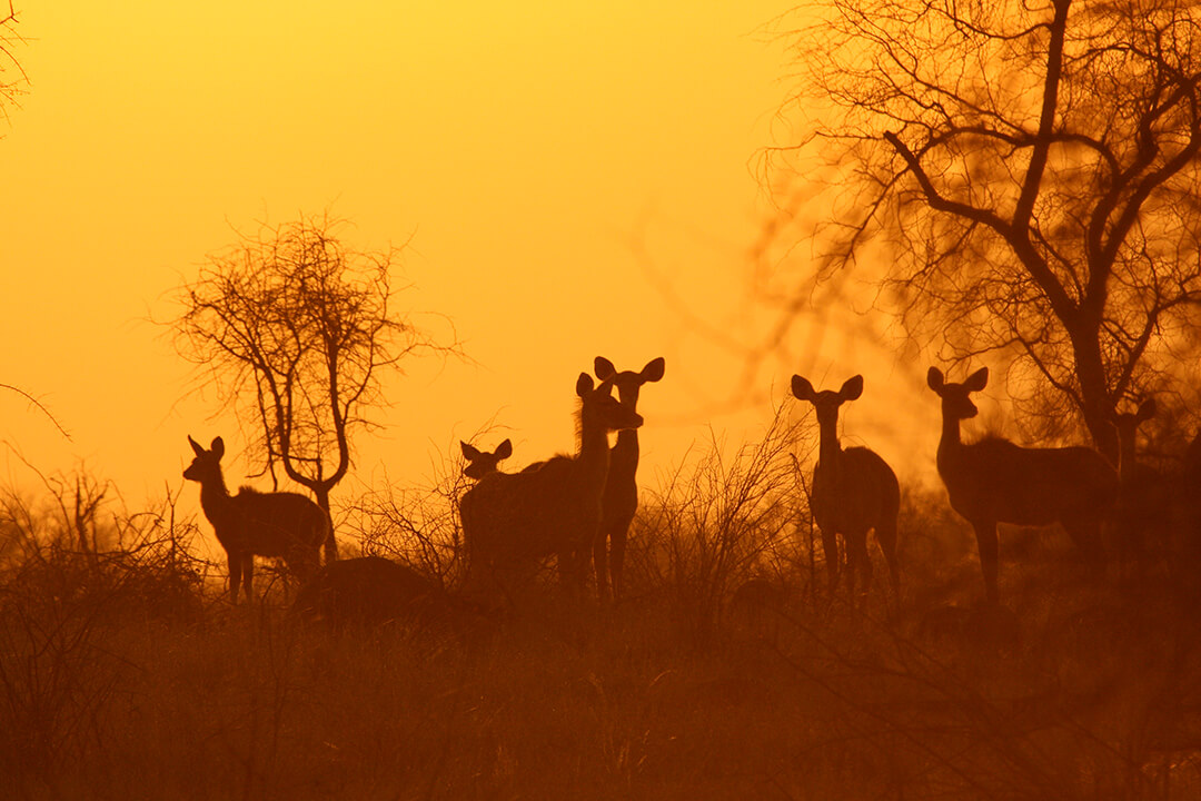 Kudu sunset 1 - photograph by Malcolm Bowling