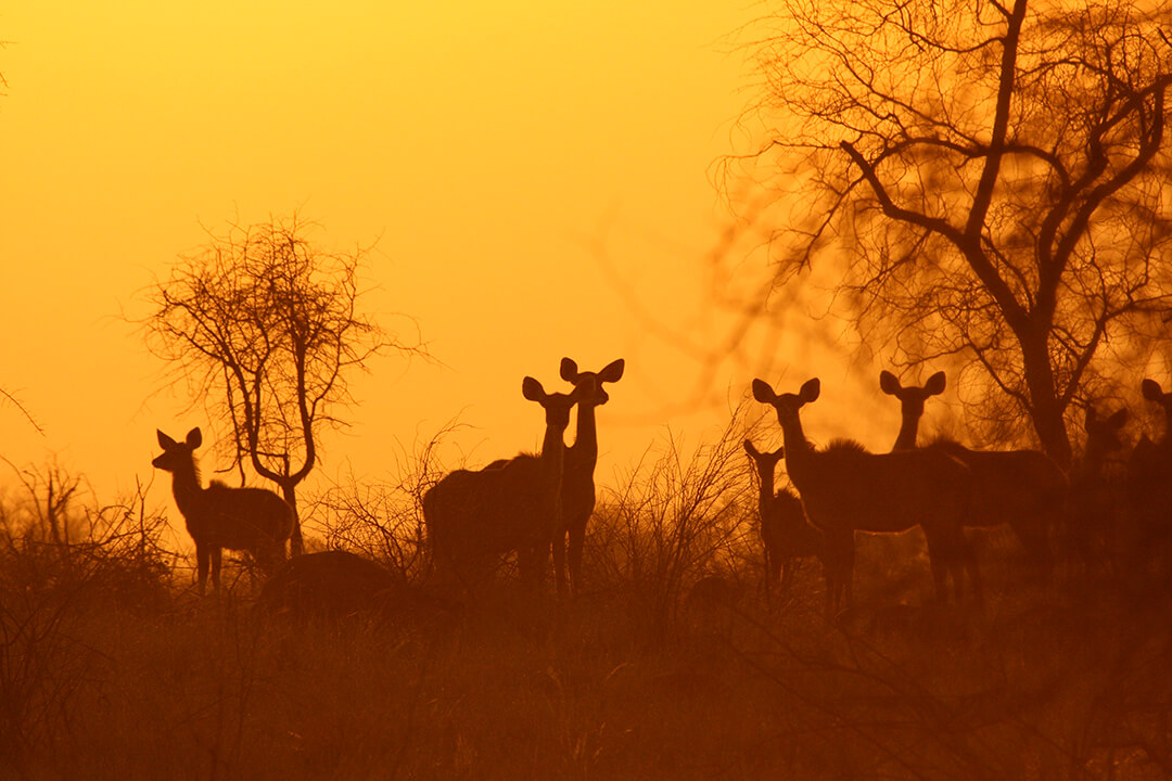 Kudu sunset 2 - photograph by Malcolm Bowling