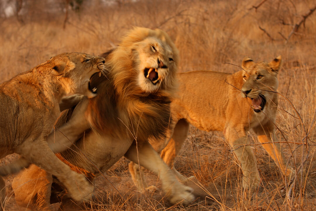 Lion fight - photograph by Malcolm Bowling