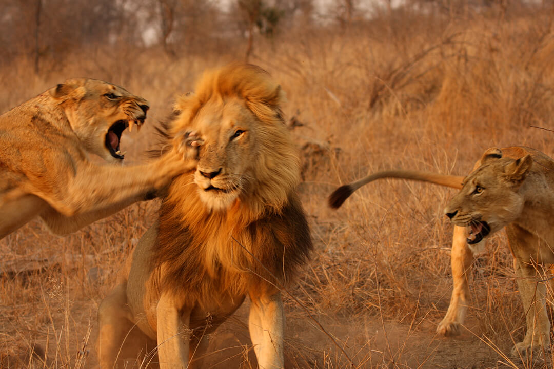 Lion fight 1 by Malcolm Bowling