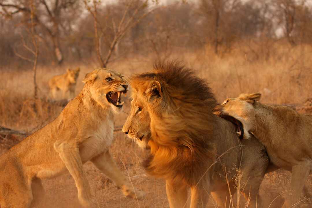 Lion fight 3 by Malcolm Bowling