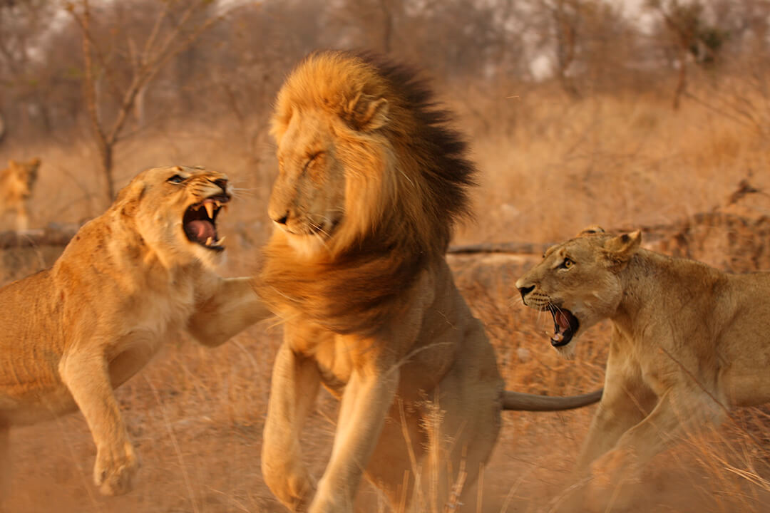 Lion fight 4 by Malcolm Bowling