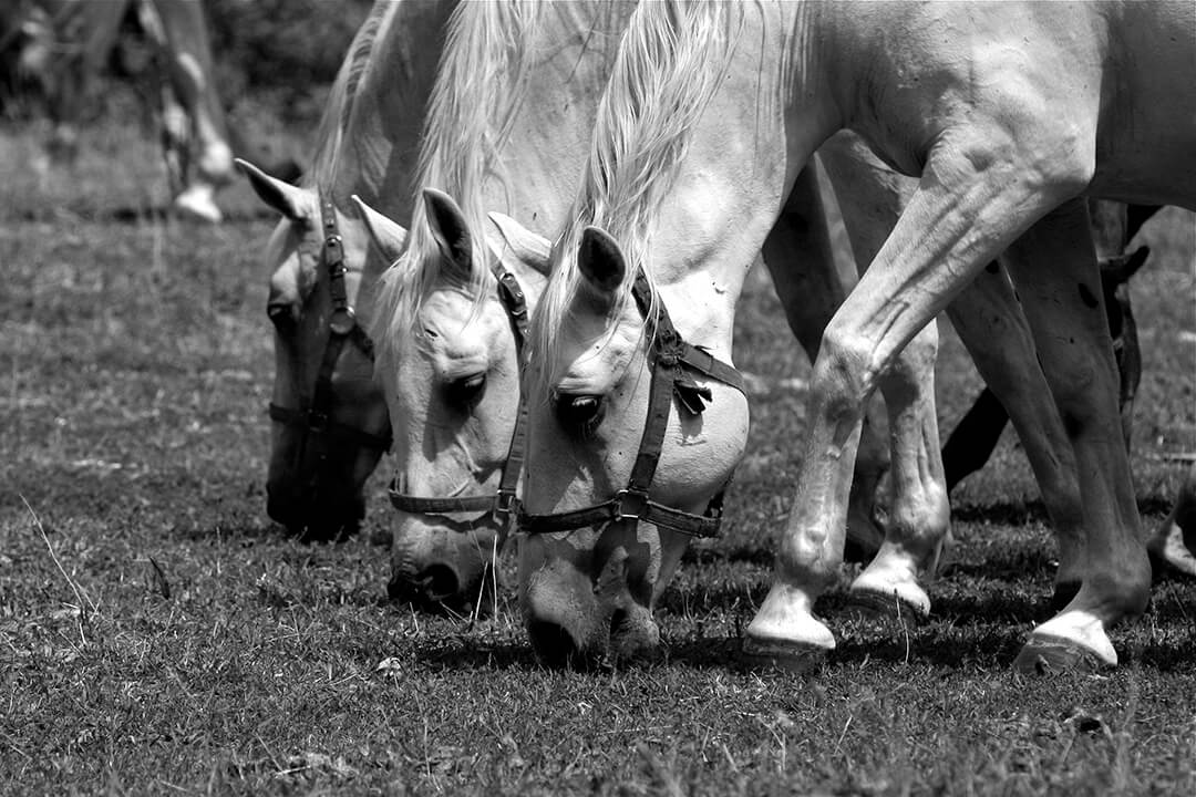 Lippizaners photograph by Malcolm Bowling