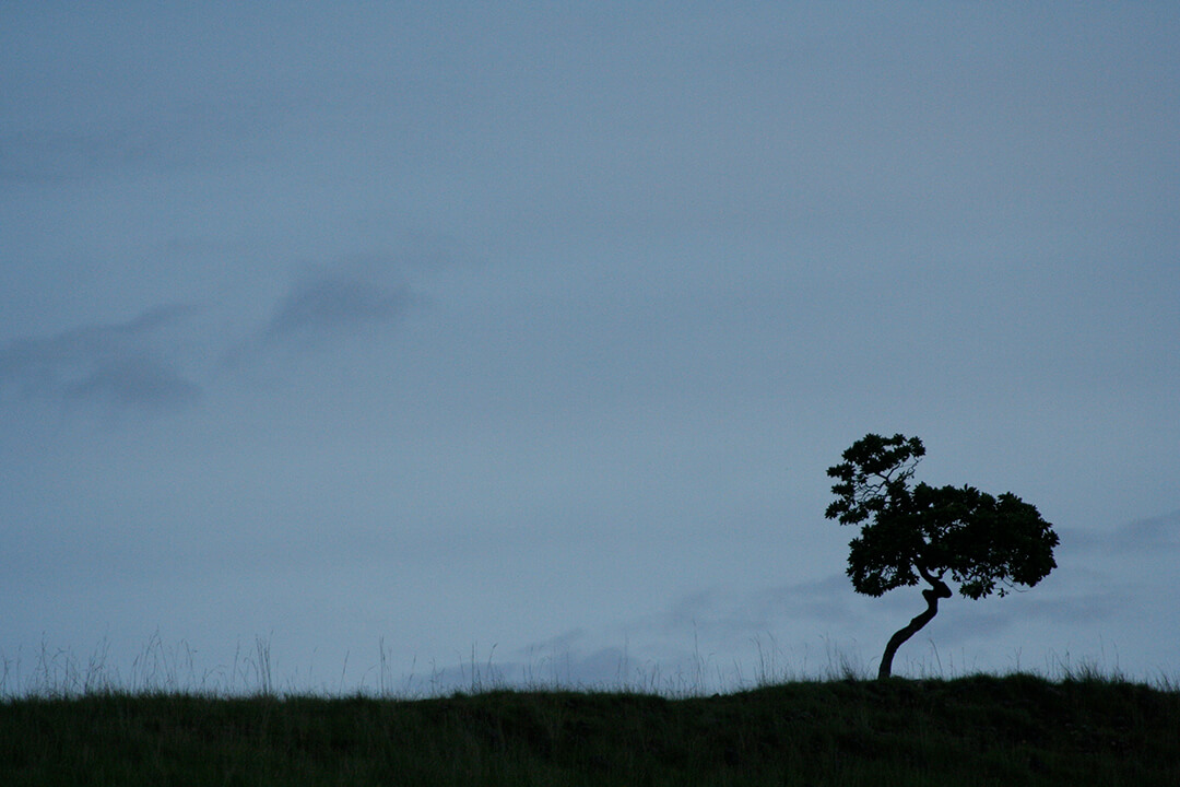 Lone tree Komodo - photograph by Malcolm Bowling