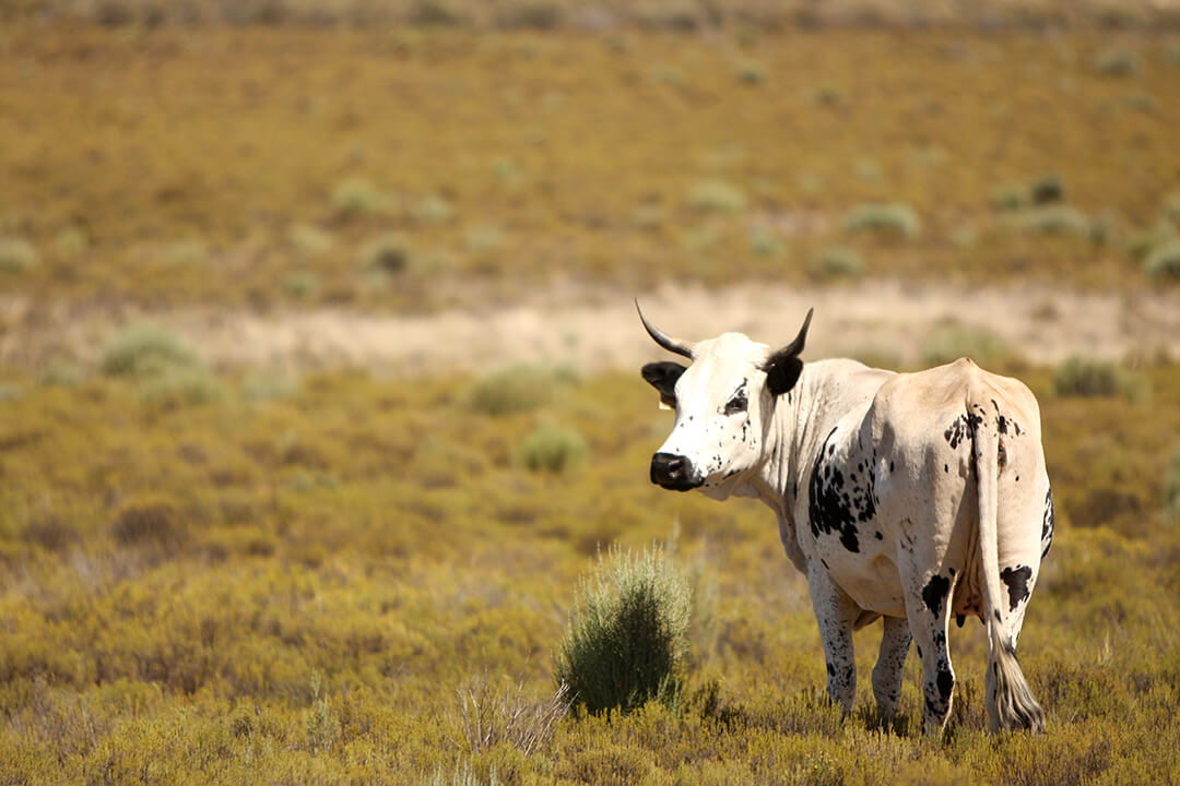 Nguni photograph by Malcolm Bowling