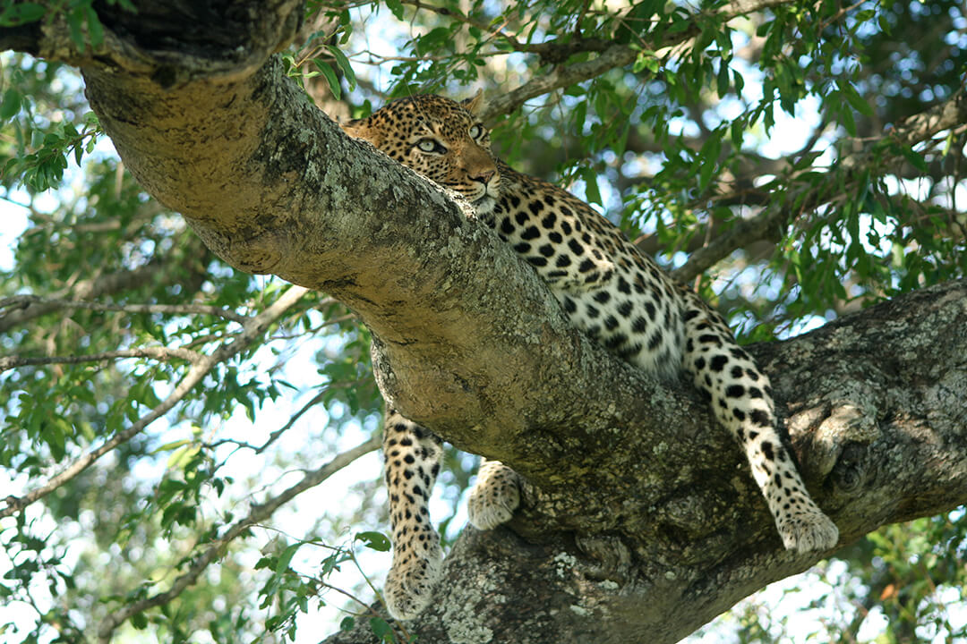 Roller coaster female by Malcolm Bowling