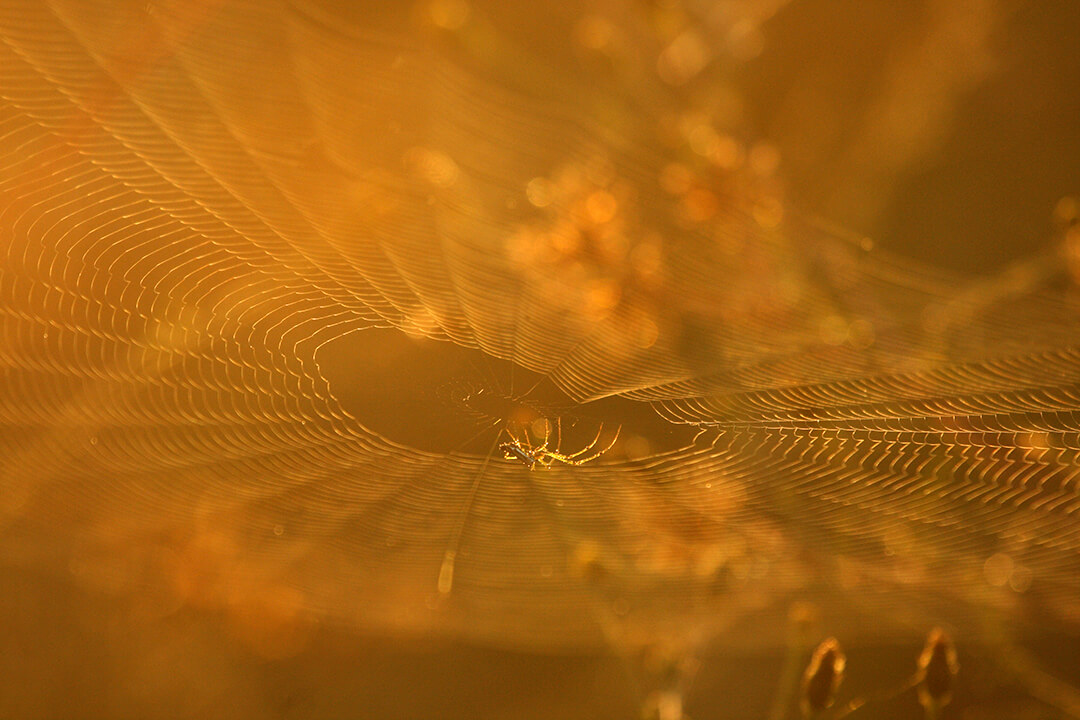 Spiderweb 1 by Malcolm Bowling