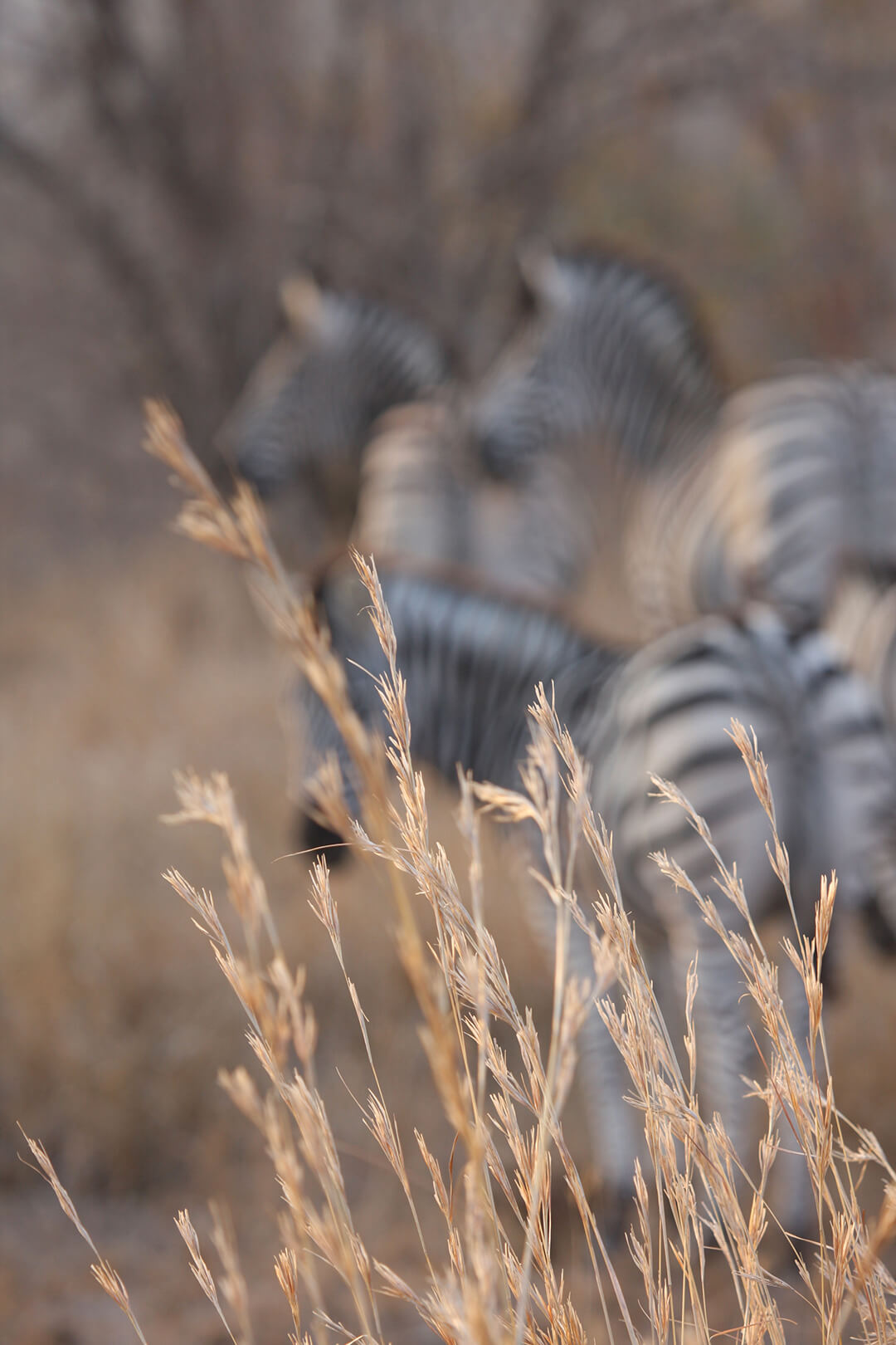 Stripes in the long grass by Malcolm Bowling