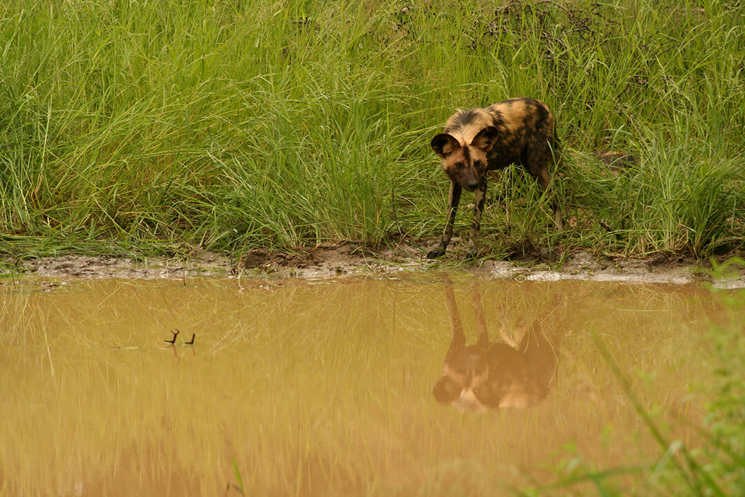 Wild dog Reflection photograph by Malcolm Bowling