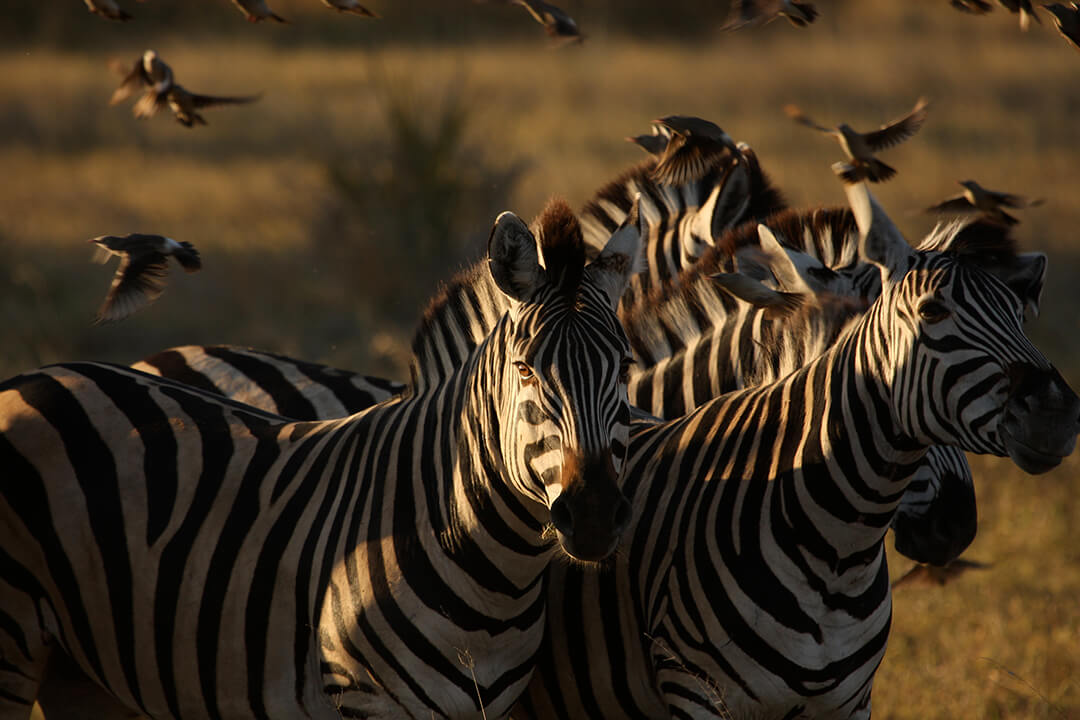 Zebra, Botswana photograph by Malcolm Bowling