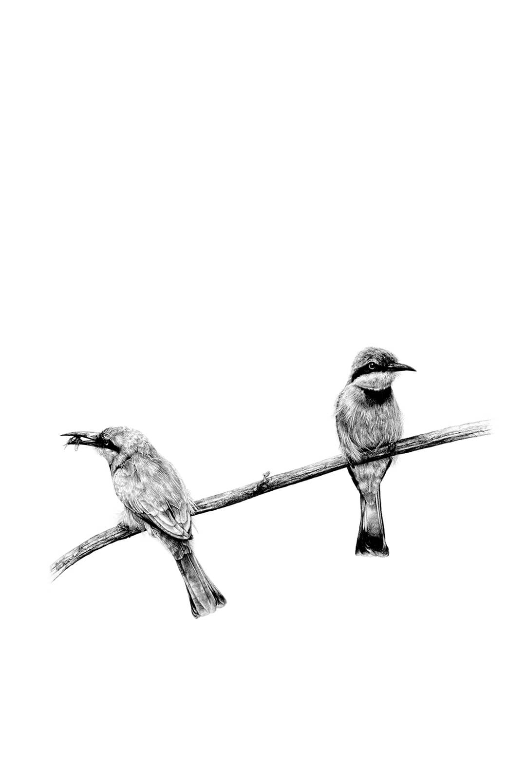 Two bee eaters print by Malcolm Bowling