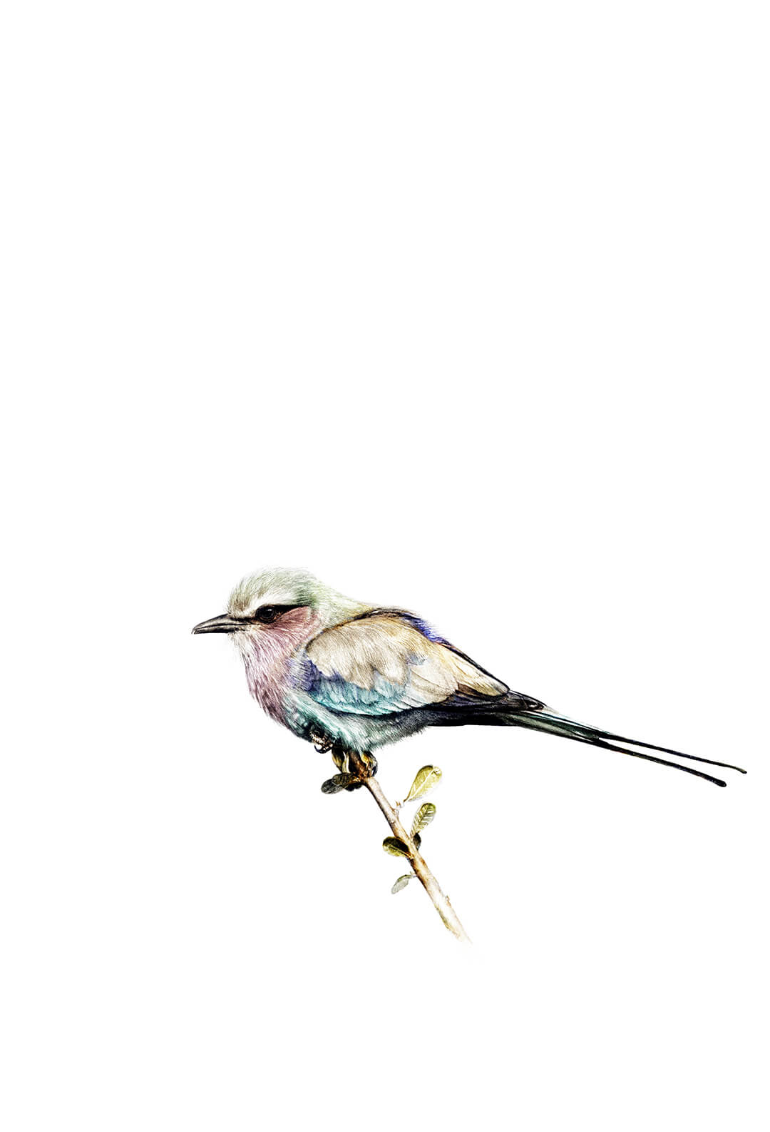 Lilac Breasted Roller digital colour print by Malcolm Bowling