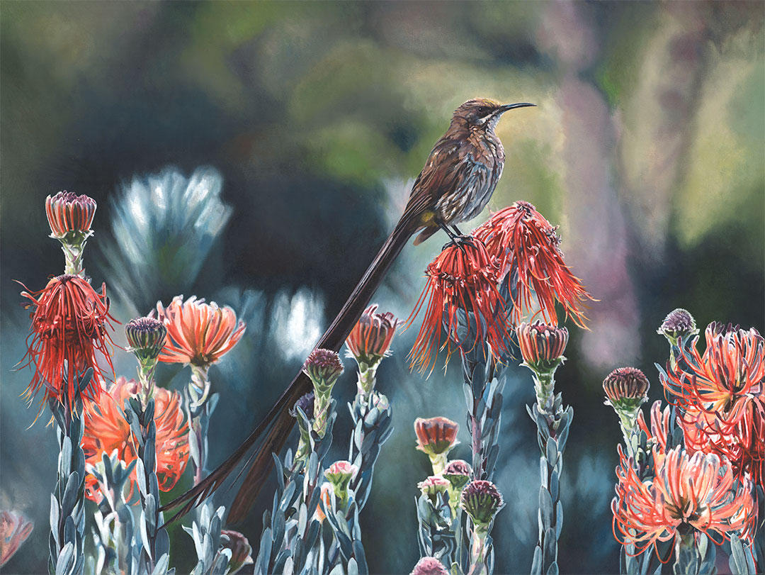 Sugarbird original oil painting by Malcolm Bowling